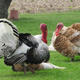 Illustration for article titled Raw Turkey Is Spreading Superbug Salmonella